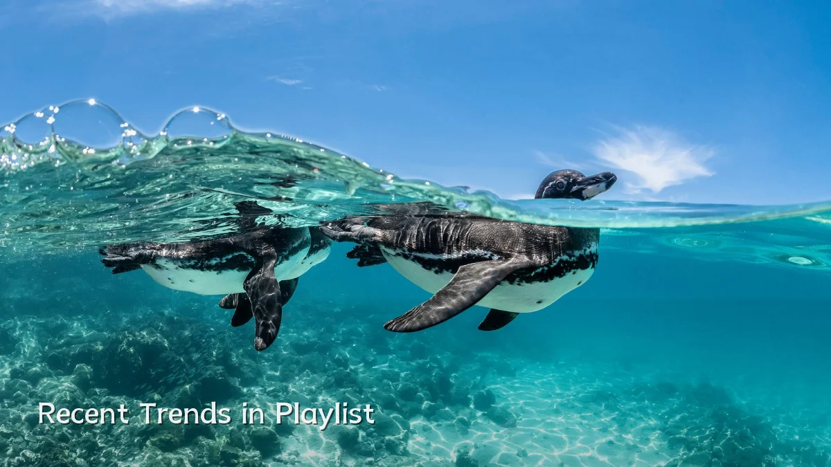 Recent Trends in Playlist